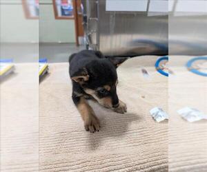 Mutt Dogs for adoption in Upland, CA, USA