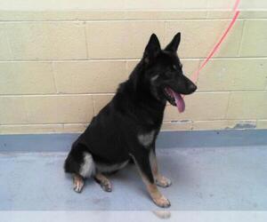 German Shepherd Dog-Unknown Mix Dogs for adoption in Tulsa, OK, USA