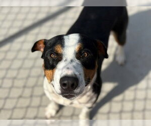 Staffordshire Bull Terrier-Unknown Mix Dogs for adoption in Tulsa, OK, USA