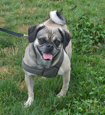 Puggle Dogs for adoption in Akron, OH, USA