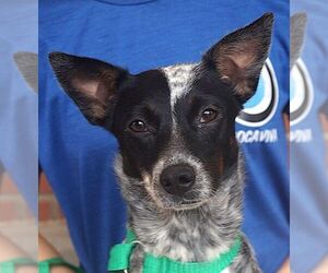 Mutt Dogs for adoption in Carrollton, TX, USA