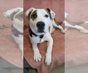 Medium Photo #1 Labrador Retriever-Unknown Mix Puppy For Sale in Rockaway, NJ, USA