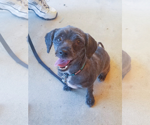 Maltipoo Dogs for adoption in McDonough, GA, USA