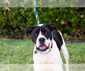 Boxer-Pointer Mix Dogs for adoption in El Cajon, CA, USA