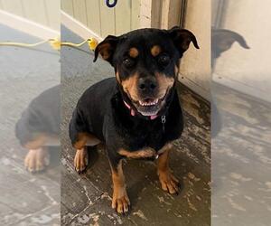 Rottweiler Dogs for adoption in Thibodaux, LA, USA