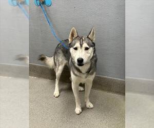 Siberian Husky-Unknown Mix Dogs for adoption in Las Vegas, NV, USA