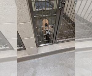 Chihuahua-Unknown Mix Dogs for adoption in Upland, CA, USA