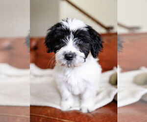 Maltese-Unknown Mix Dogs for adoption in Andover, MN, USA