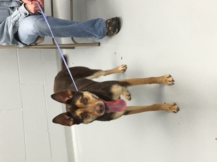 Australian Kelpie Dogs for adoption in Parker, KS, USA