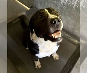 American Staffordshire Terrier-Labrador Retriever Mix Dogs for adoption in MIDWAY, UT, USA