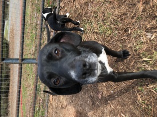 Labbe Dogs for adoption in Bostic, NC, USA