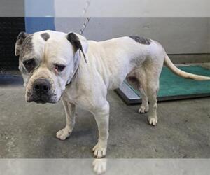 American Bulldog Dogs for adoption in Camarillo, CA, USA