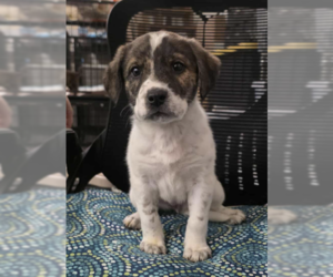 Mastador Dogs for adoption in Anchorage, AK, USA