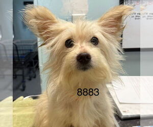 Maltese Dogs for adoption in Chico, CA, USA