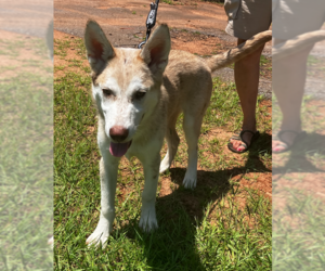 Medium Photo #6 Aussie Siberian Puppy For Sale in Decatur, GA, USA