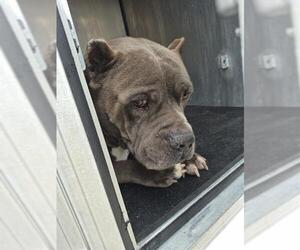 American Staffordshire Terrier-Unknown Mix Dogs for adoption in San Antonio, TX, USA