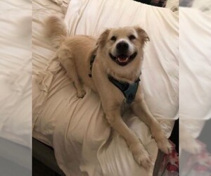 Golden Retriever Dogs for adoption in Chandler, AZ, USA