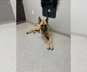 German Shepherd Dog Dogs for adoption in Foristell, MO, USA