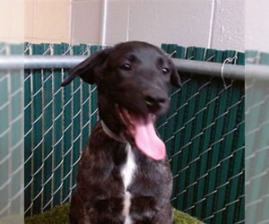 Mutt Dogs for adoption in Downey, CA, USA