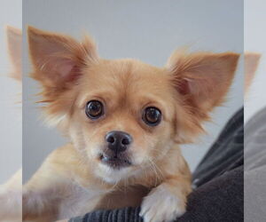 Medium Photo #4 Chiranian Puppy For Sale in Huntley, IL, USA