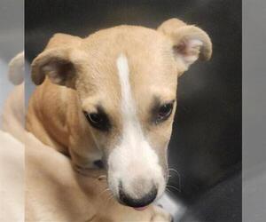 Labrador Retriever-Unknown Mix Dogs for adoption in Bakersfield, CA, USA