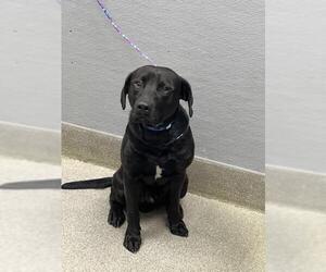 Labrador Retriever-Unknown Mix Dogs for adoption in Las Vegas, NV, USA