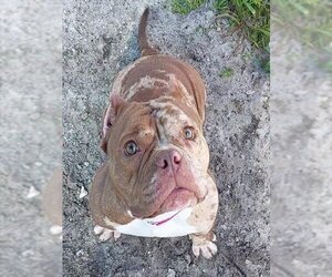 Free-Lance Bulldog Dogs for adoption in Fort Lauderdale, FL, USA
