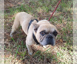 French Bulldog-Unknown Mix Dogs for adoption in Missouri City, TX, USA