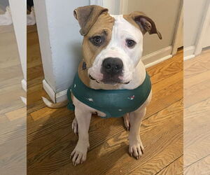 Staffordshire Bull Terrier-Unknown Mix Dogs for adoption in Princeton, MN, USA