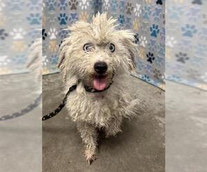 Poodle (Miniature) Dogs for adoption in Rosenberg, TX, USA