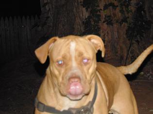 American Pit Bull Terrier Dogs for adoption in Glenwood, GA, USA