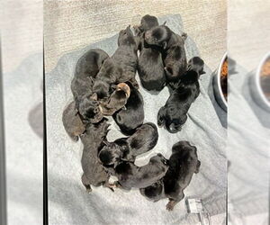 German Shepherd Dog-Unknown Mix Dogs for adoption in San Bernardino, CA, USA