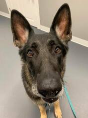 German Shepherd Dog Dogs for adoption in Pevely, MO, USA
