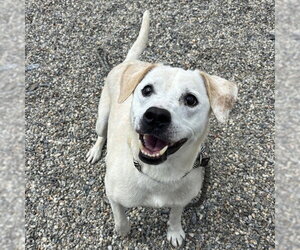 Labrador Retriever-Unknown Mix Dogs for adoption in Palmetto, FL, USA