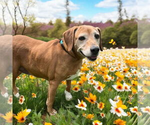 Beagle-Unknown Mix Dogs for adoption in Glen Allen, VA, USA