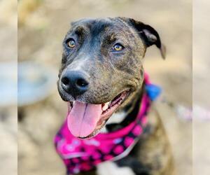 American Pit Bull Terrier-Unknown Mix Dogs for adoption in Fairfax, VA, USA