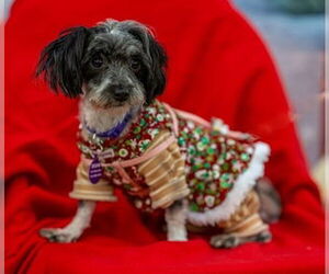 Shih Tzu-Unknown Mix Dogs for adoption in Fremont, CA, USA