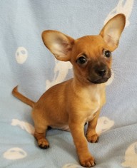 Chipin Dogs for adoption in Stockton, CA, USA