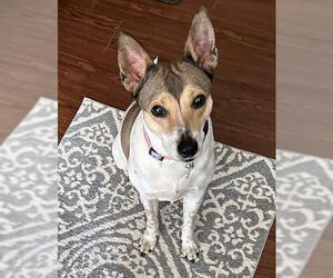 Rat Terrier-Unknown Mix Dogs for adoption in Germanton, TN, USA