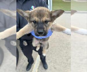 German Shepherd Dog-Unknown Mix Dogs for adoption in Houston, TX, USA