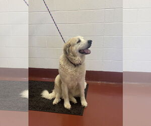 Great Pyrenees Dogs for adoption in Westminster, MD, USA