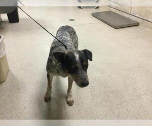 Mutt Dogs for adoption in Riverside, CA, USA