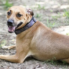 Unknown-Whippet Mix Dogs for adoption in Pensacola, FL, USA