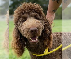 Labradoodle Dogs for adoption in Pacolet, SC, USA