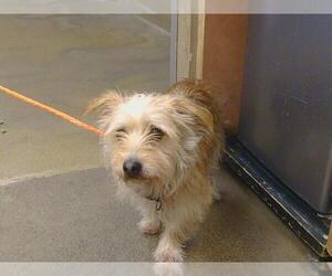 Cairn Terrier-Unknown Mix Dogs for adoption in Sacramento, CA, USA