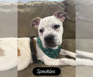 Bulldog-Unknown Mix Dogs for adoption in Tarrytown, GA, USA