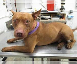 American Pit Bull Terrier Dogs for adoption in Starke, FL, USA