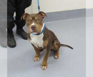 American Pit Bull Terrier Dogs for adoption in Louisville, KY, USA