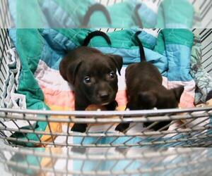 American Pit Bull Terrier Dogs for adoption in Tulsa, OK, USA