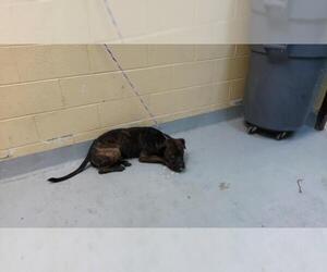 Mutt Dogs for adoption in Tulsa, OK, USA